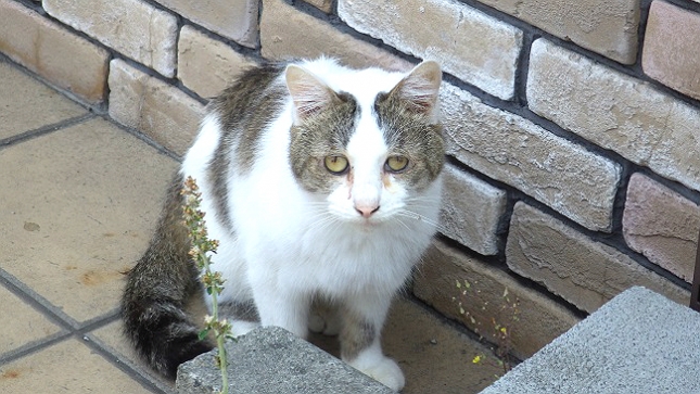 03113ごめんなすって