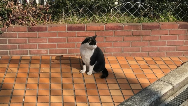 ④180220小田原猫1