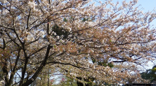 015小田原城170416