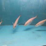 150x150_square_24265779 (2)