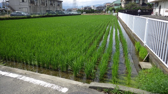 006田んぼ