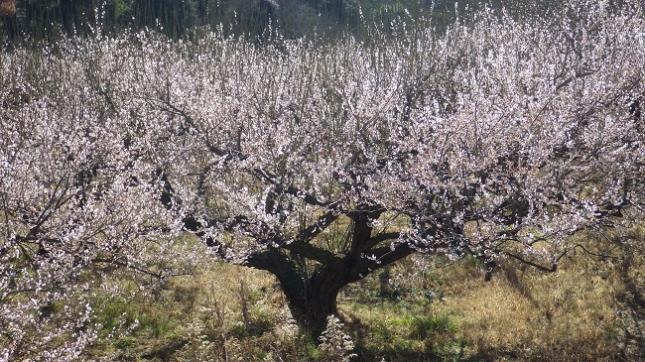 ⑯122曽我丘陵170204