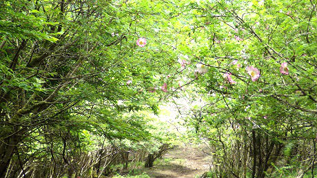 080サンショウバラのトンネル