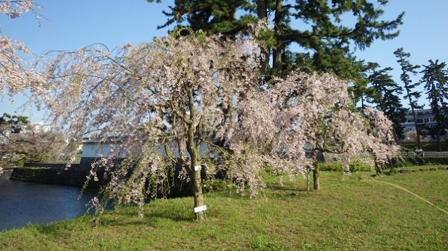 ⑤021小田原城170416