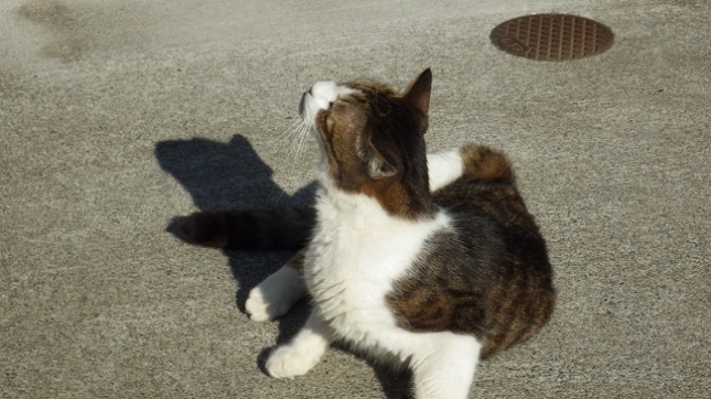 ①16-0707-002今日はやけに日差しが眩しいぜ