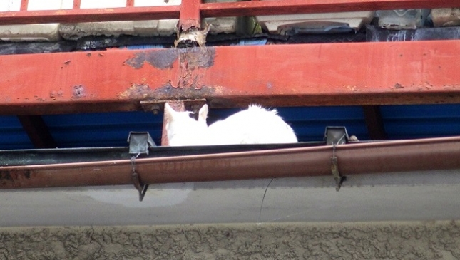 ③160719猫235650版