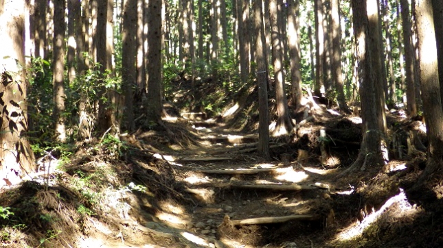 13惣岳山分岐への登山