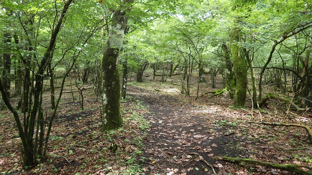 056大洞山への道