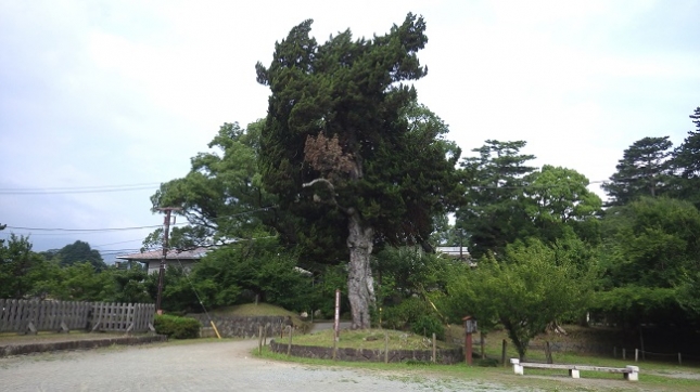 ⑫199小田原城ビャクシン160718