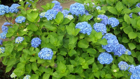 012あじさい部分