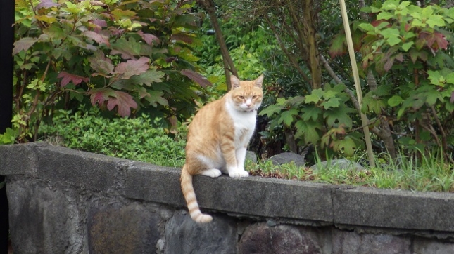 ⑥006九月(2017)猫富水