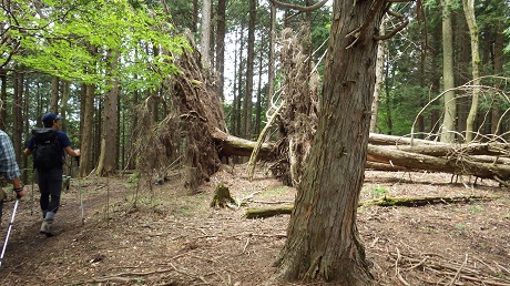 085なぎ倒された木