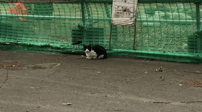 ③180220小田原猫3