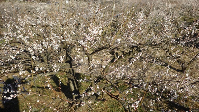 ⑫253小田原梅祭り170204