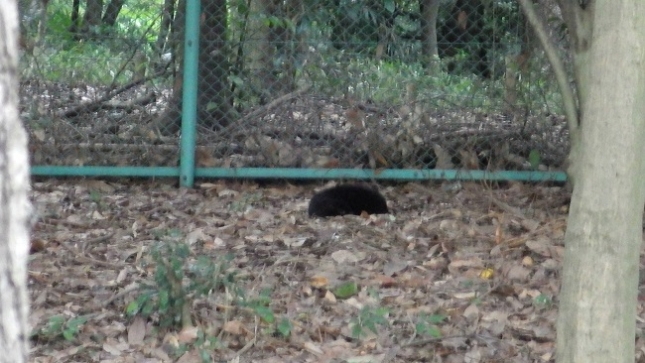 ④034まっくろくろすけブログ