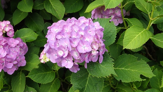 032あじさい単赤