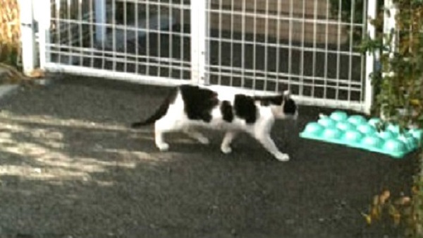 147ねこ