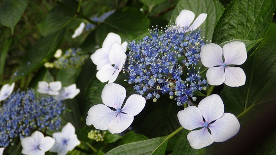 037あじさい単紫