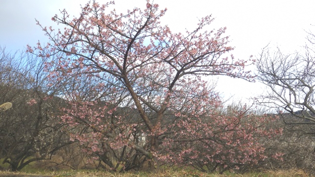 ②②127中河原梅林170212