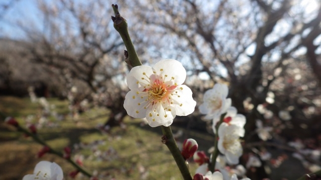 ⑪259小田原梅祭り170204