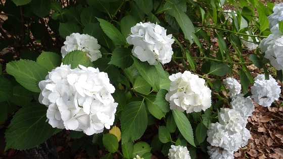 033あじさい単白