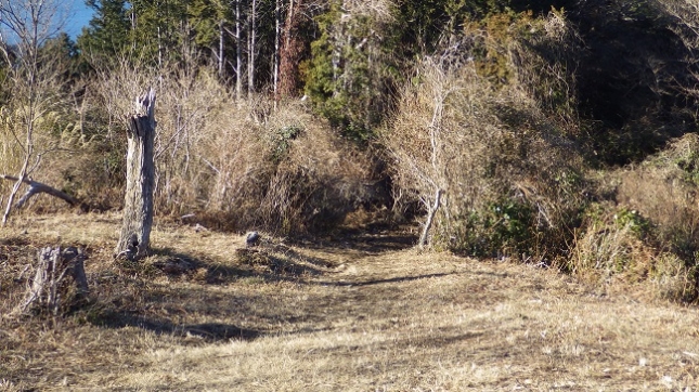 ①151発端丈山山頂