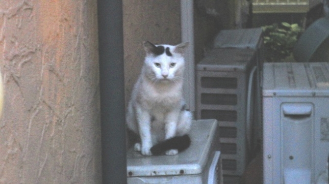 05095幽霊じゃないよ猫です (1)