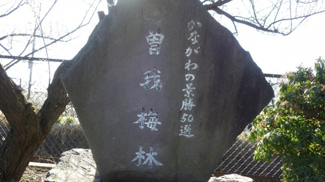 ⑧242小田原梅祭り170204