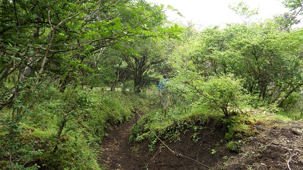 070アザミ平への道