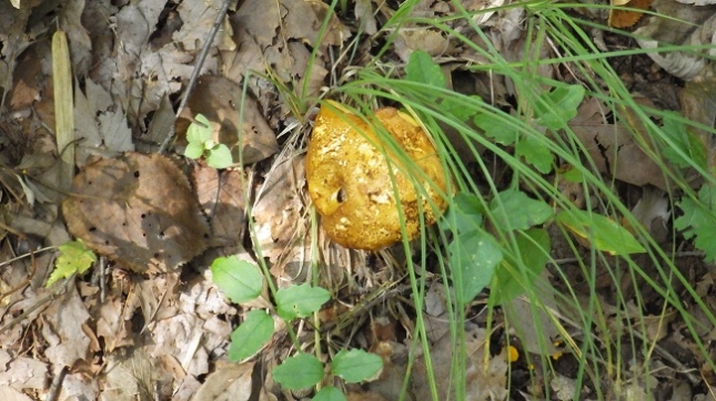 019道中キノコ (1)