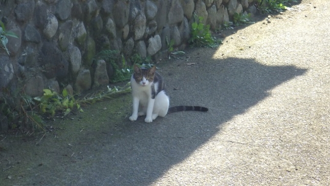 ①036南足柄の猫