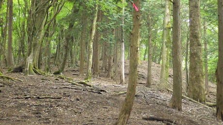 089また木々の中