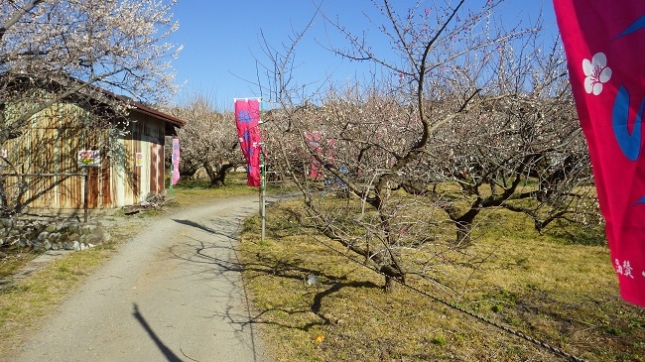 191小田原梅祭り170204