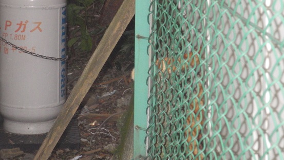 5あたまかくしてしっぽかくさず167