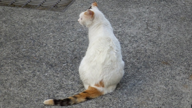 ④茶ぶち013哀愁漂う背中です