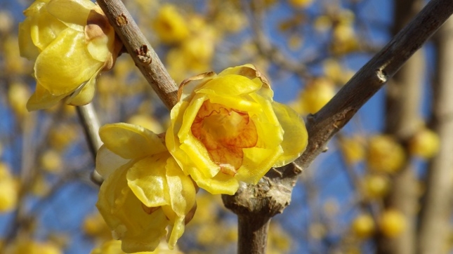 ⑩246小田原梅祭り170204