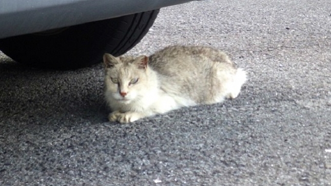 5-車の下は涼しいよ021