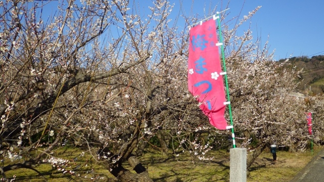 ②④223小田原梅祭り170204