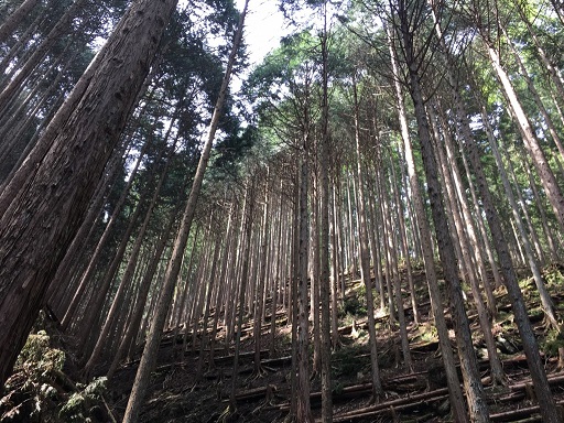 9b0ff88529500d6ee2efbdf40aea856cd