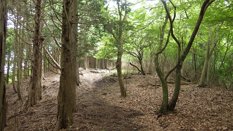 053不老山0.3ｋの道