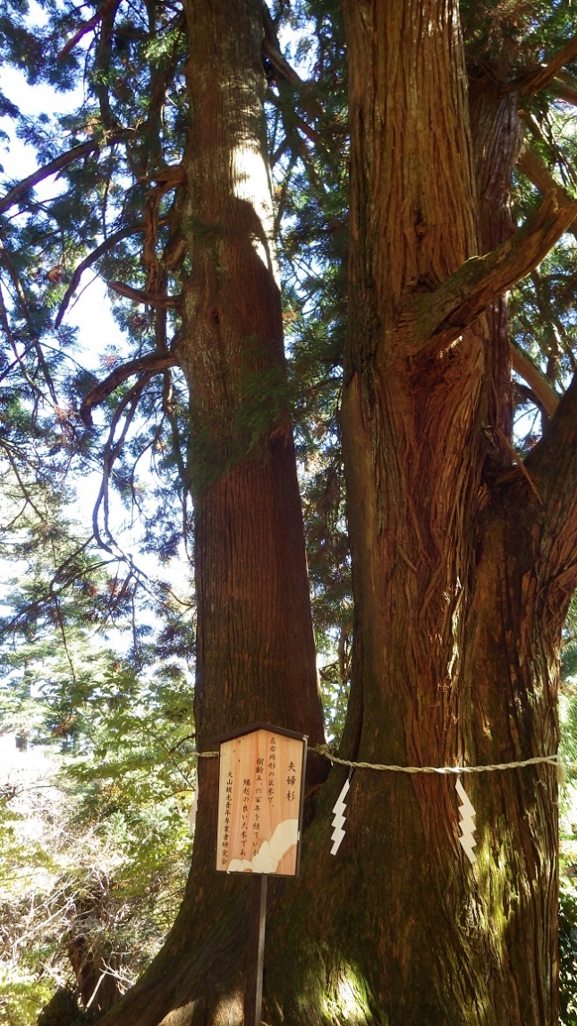 ⑤149大山登山道夫婦杉8丁目