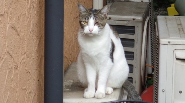 ②092あっし、森の石松と申します