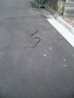 CAD　求人　アルファコーポレーション