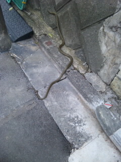 CAD　求人　アルファコーポレーション