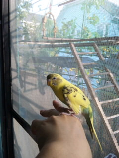 CAD 求人 アルファコーポレーション