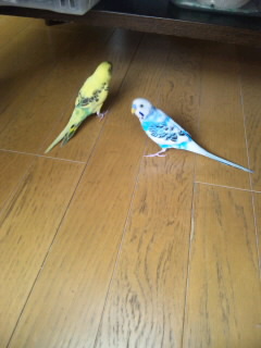 CAD　求人　アルファコーポレーション