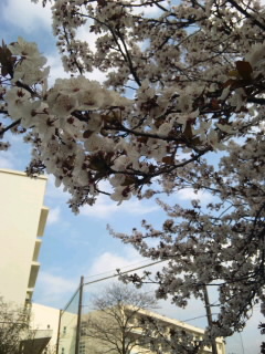 CAD　求人　アルファコーポレーション