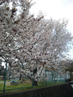 CAD　求人　アルファコーポレーション