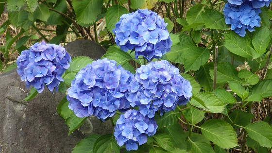 018あじさい単青