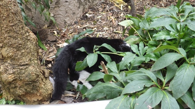 ②042秋葉原170114ブログ